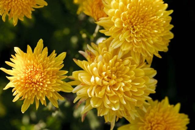 1～12月各开什么花？