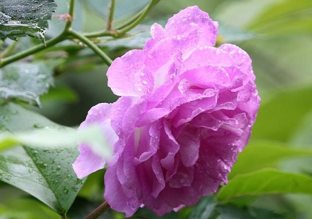 1～12月各开什么花？