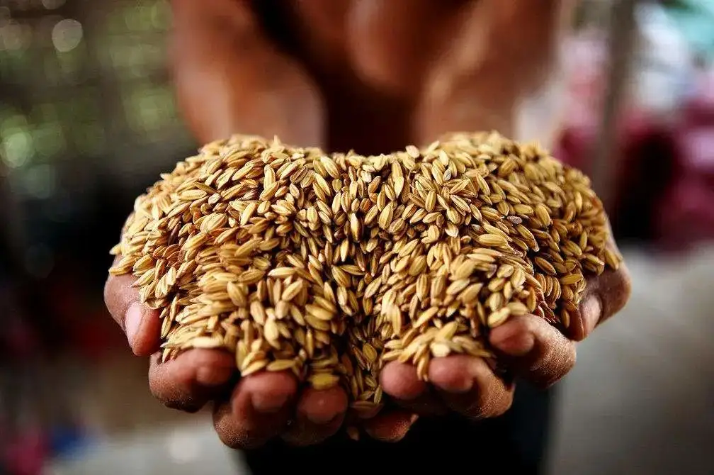 全球粮食再响警报,大米也紧张了,各国将会如何应对这一情况?