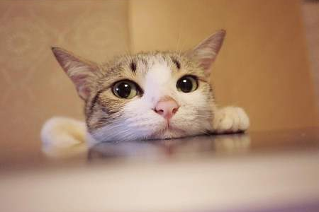 最能吓死老鼠的猫叫声是什么样子的?