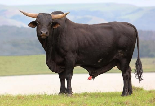 有一头头朝北的牛,它向右转原地转三圈,然后向后转原地转三圈,接着再往右转,这时候它的尾巴朝哪?