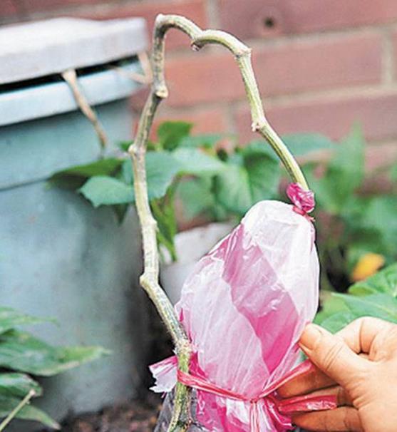 如何提取丝瓜水?