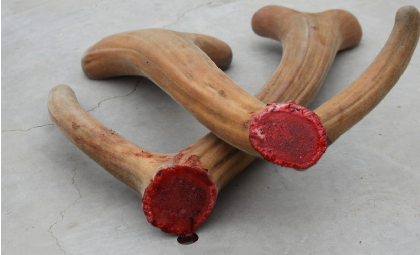 新鲜鹿茸如何处理