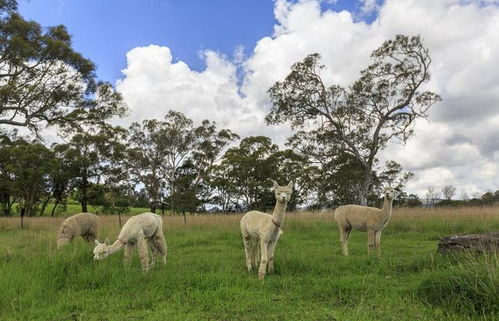 重庆女孩儿养羊驼爱吃辣椒面,为何羊驼会爱吃这种东西?