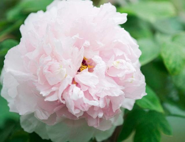 1～12月各开什么花？