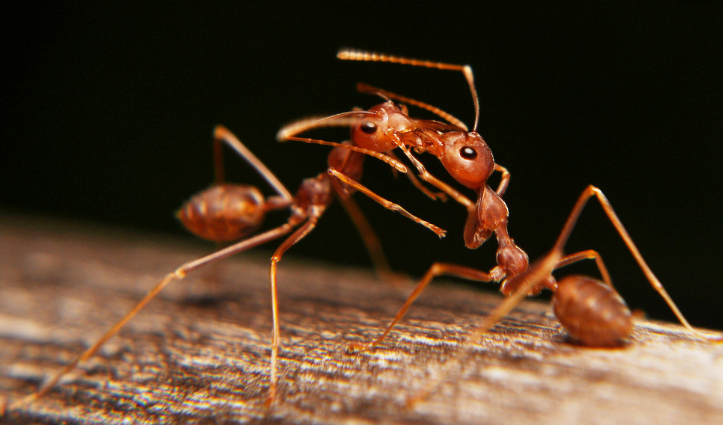 为什么蚂蚁从高空落下摔不死？