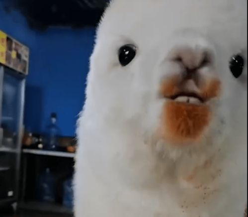 重庆女孩儿养羊驼爱吃辣椒面,为何羊驼会爱吃这种东西?