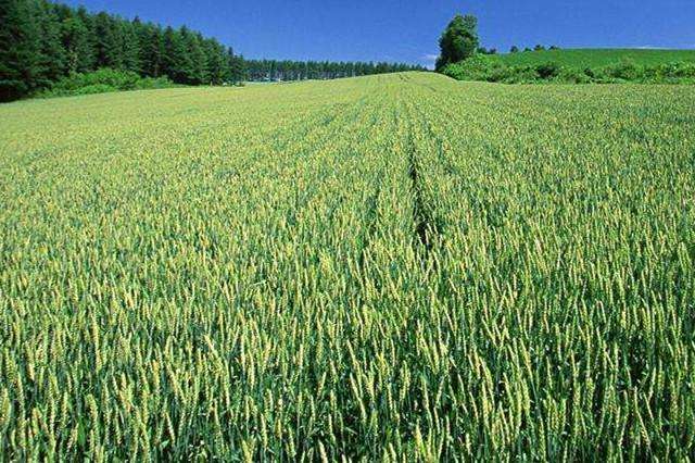 什么是青储小麦？