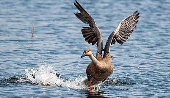 大雁会飞吗?会游泳吗?