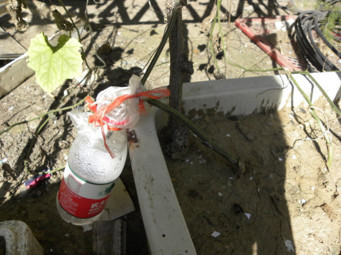 如何提取丝瓜水?