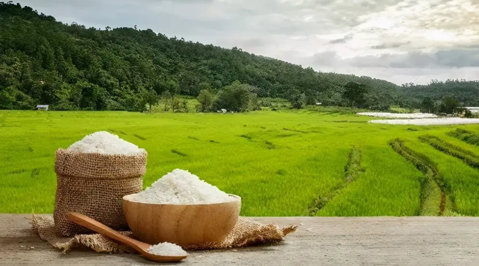 全球粮食再响警报,大米也紧张了,各国将会如何应对这一情况?