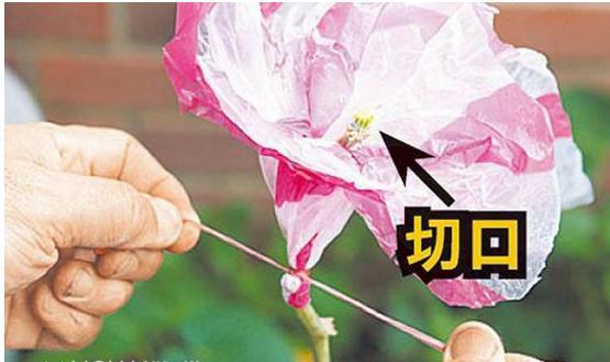 如何提取丝瓜水?