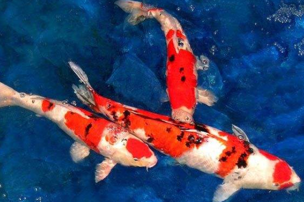 锦鲤是什么意思