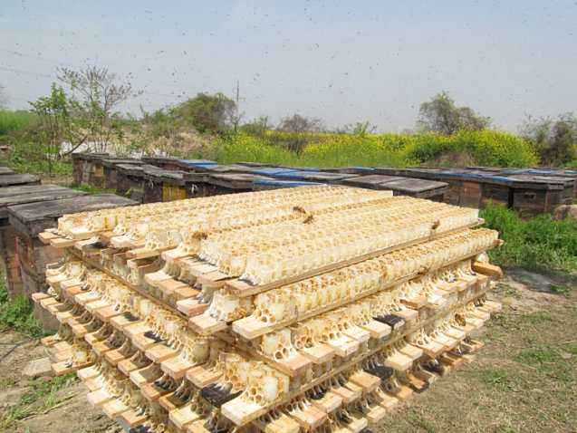 吃鲜蜂王浆有哪些好处?