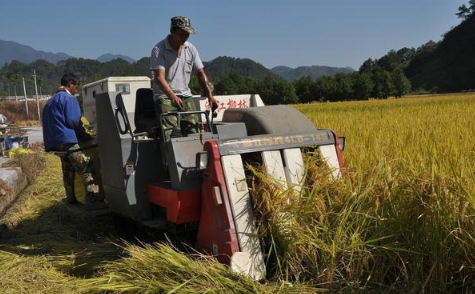 我国上世纪60年代进行了农业第一次绿色革命是指什么?