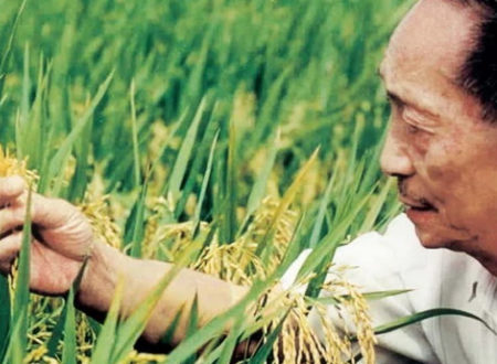 袁隆平爷爷是谁