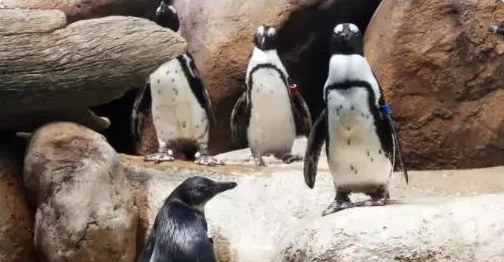 同性恋公企鹅偷蛋为当爹,怎么企鹅也有同性恋?