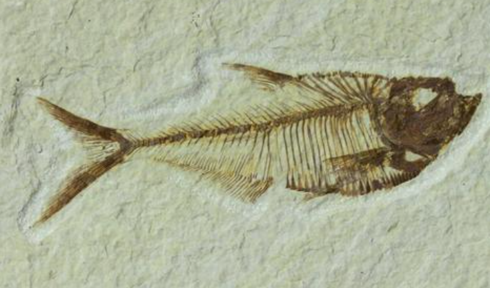 鱼化石这首诗主要内容是什么?揭示了怎样的自然规律?