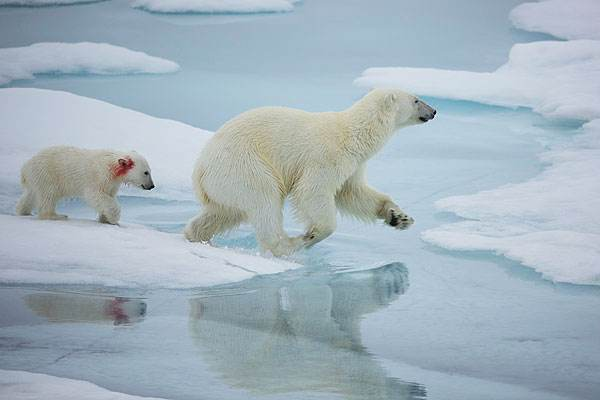 北极恐将面临夏季无冰,北极的现状是我们人类造成的吗?