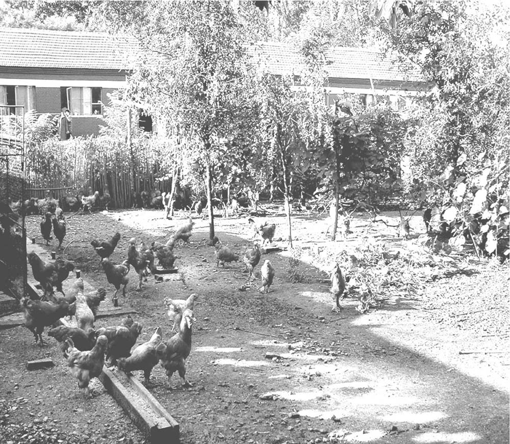 什么是散养?我国家禽散养的现状如何?