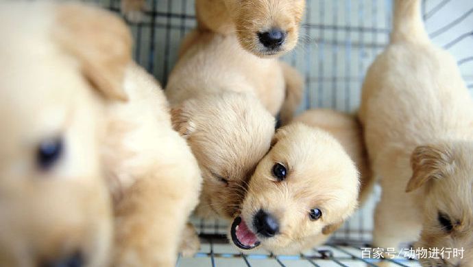 三个月的金毛该怎么养?