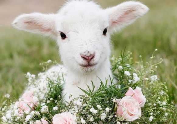 小羊的脚印在雪地里像什么?