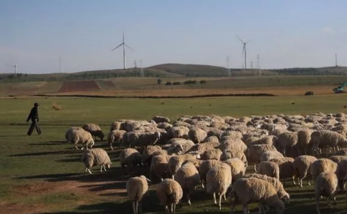 蒙古国计划9月移交3万只捐赠羊,这些羊会如何到达中国?