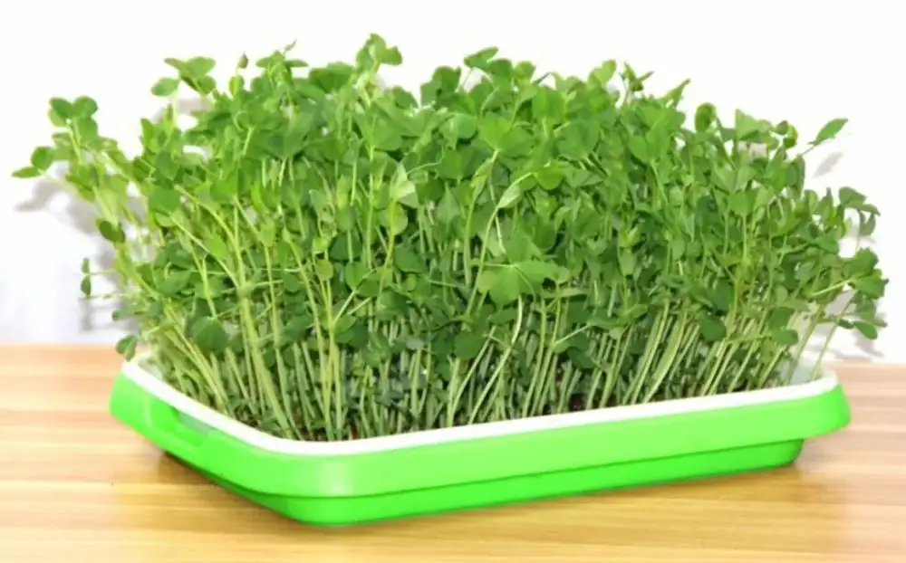 芽菜是什么?怎么种植?