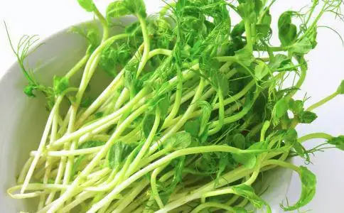 芽菜是什么?怎么种植?