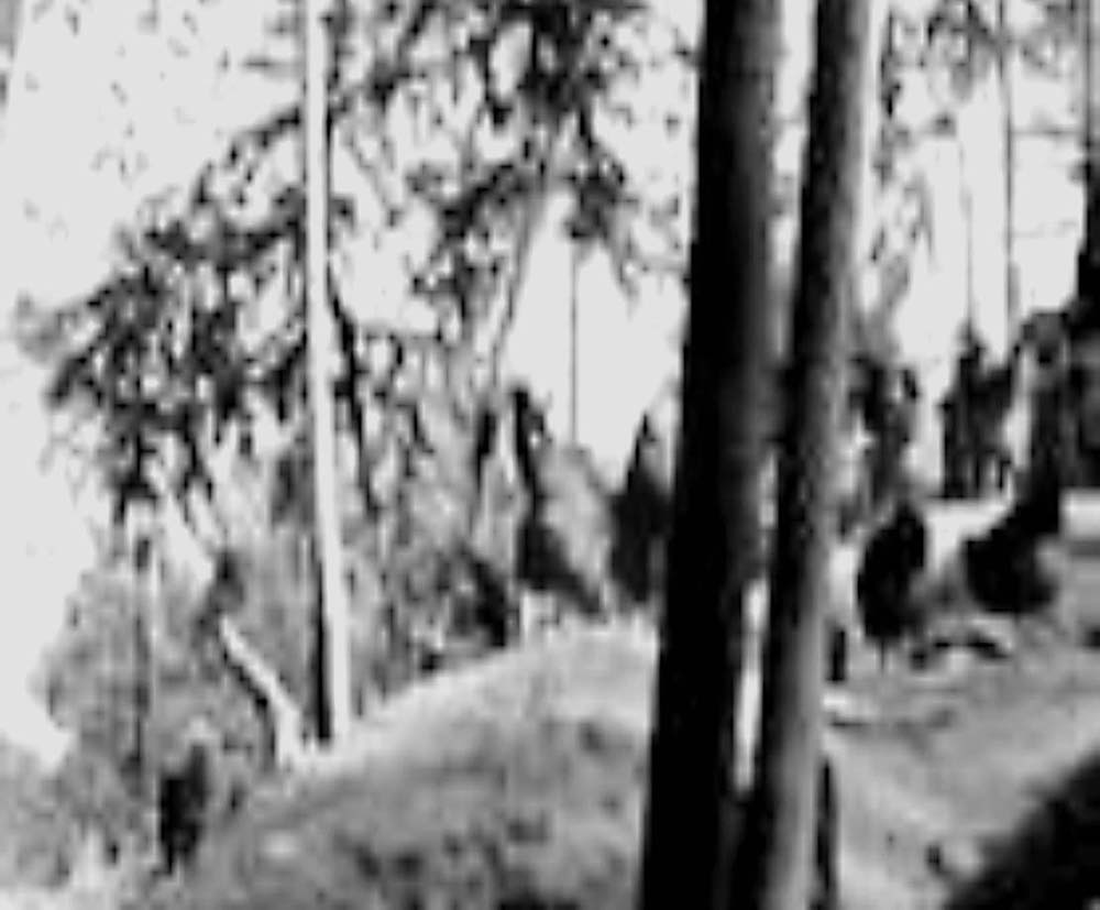 什么是散养?我国家禽散养的现状如何?