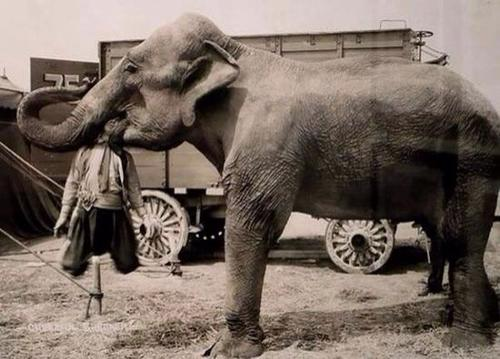 昆明一动物园大象被游客喂塑料袋,这对大象的健康有什么影响?