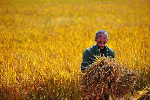 袁隆平提出的发展“海水稻”目标,有何意义?