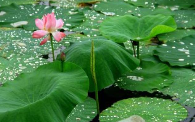 什么的池塘开满什么的荷花