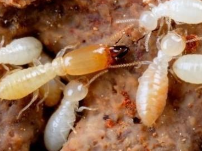 灭白蚁有名的公司有哪些?