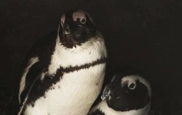 同性恋公企鹅偷蛋为当爹,怎么企鹅也有同性恋?