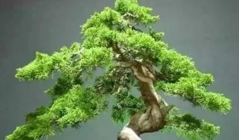 有哪些植物是不适合长期放在卧室的?