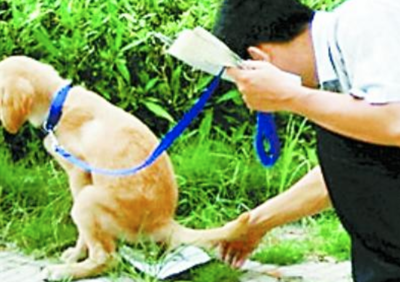 大连“小狗未栓绳被撞死主人跪地号啕大哭”!文明养犬何其难?