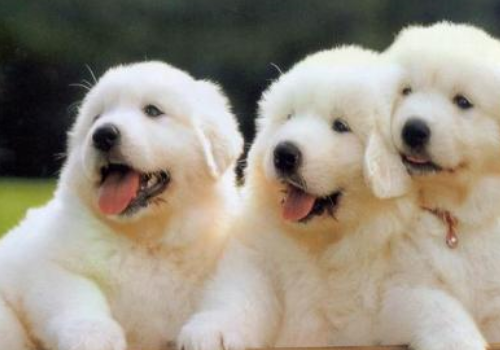 怎么说服妈妈养狗作文300字？