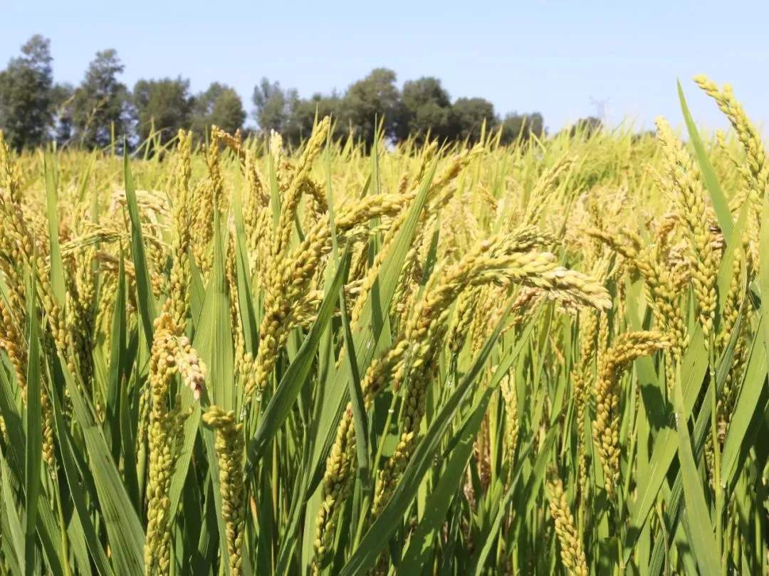 袁隆平提出的发展“海水稻”目标,有何意义?