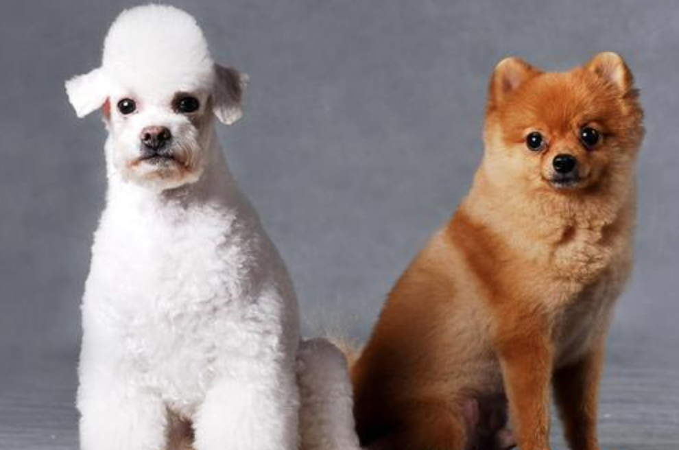 大连“小狗未栓绳被撞死主人跪地号啕大哭”!文明养犬何其难?