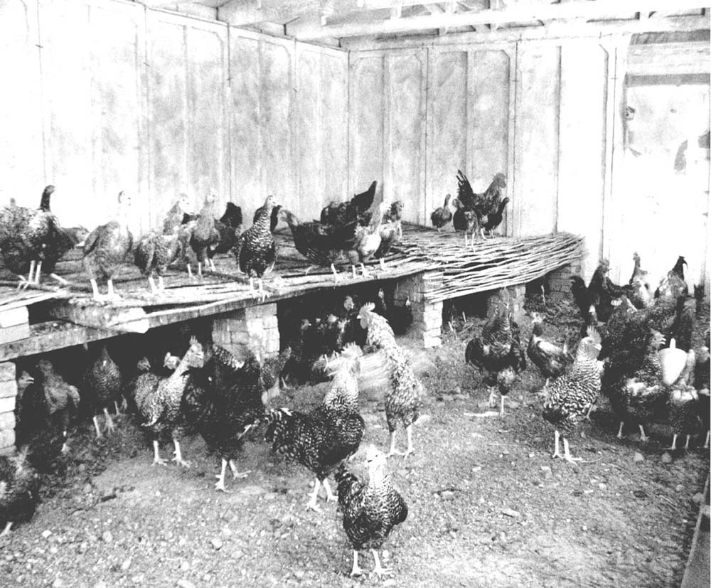 什么是散养?我国家禽散养的现状如何?