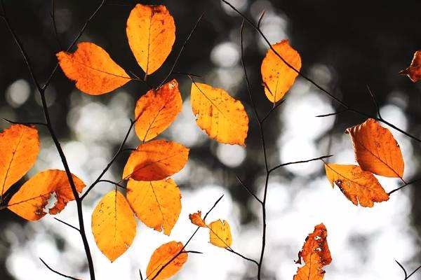 俗话说“春分秋分,日夜平分”,到底是怎么回事?