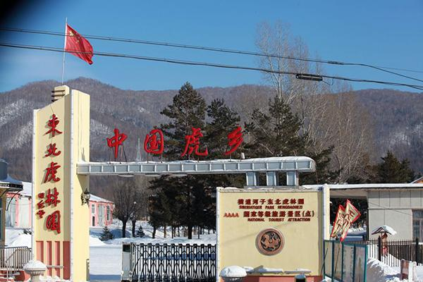 进村东北虎已送至饲养繁育中心,你觉得是否该放归森林?