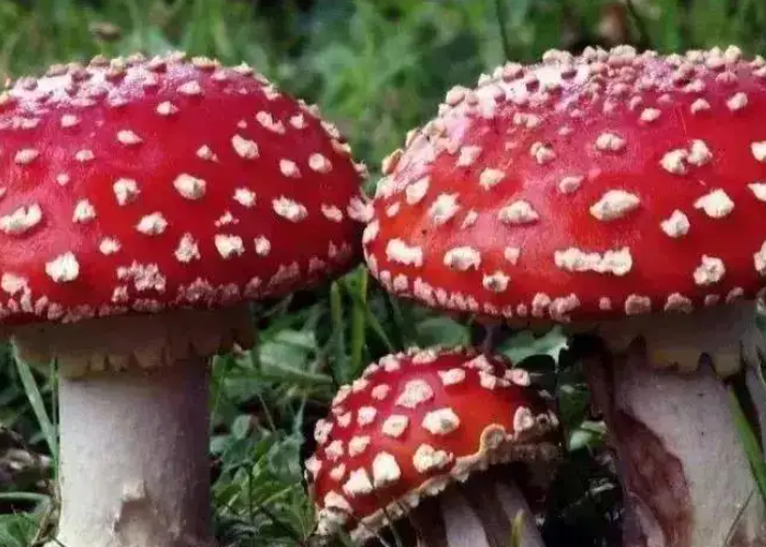 迷幻蘑的主要成分是什么?