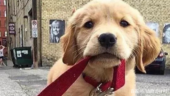 三个月的金毛该怎么养?