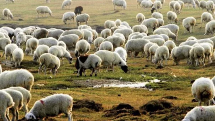 蒙古国计划9月移交3万只捐赠羊,这些羊会如何到达中国?