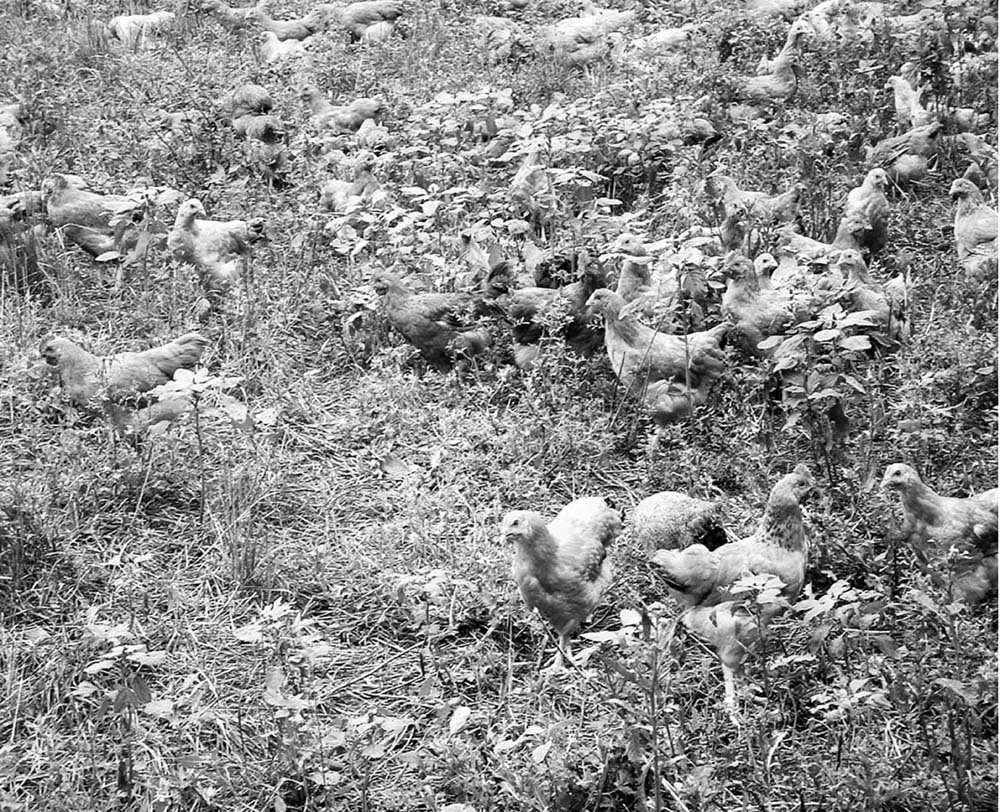 什么是散养?我国家禽散养的现状如何?