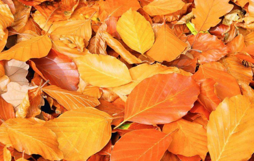 关于秋天的古诗