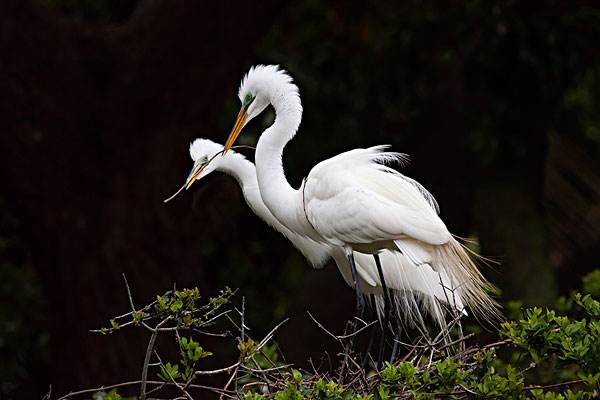 五年级上册第一课白鹭二至五自然段转换为说明文?