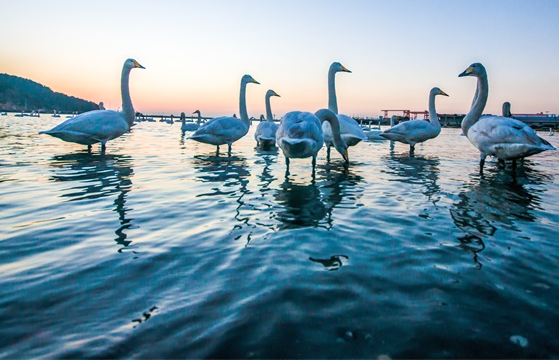 英王室900年来第二次取消天鹅普查,上一次取消天鹅普查的原因是什么?